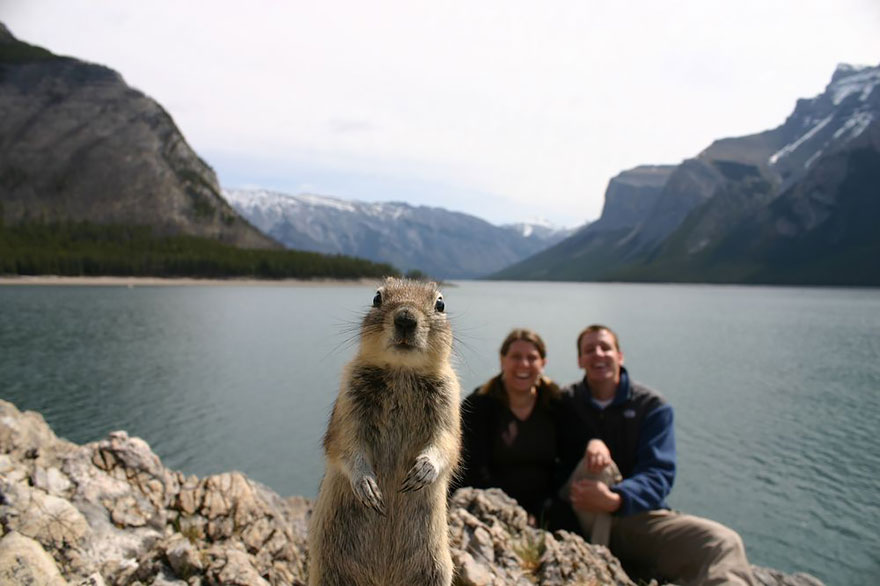 Illustration de l'article : 28 Photos de Vacances Ruinées Par Des Animaux. Qui Peut Garder Son Sérieux Devant Les Deux Dernières ?